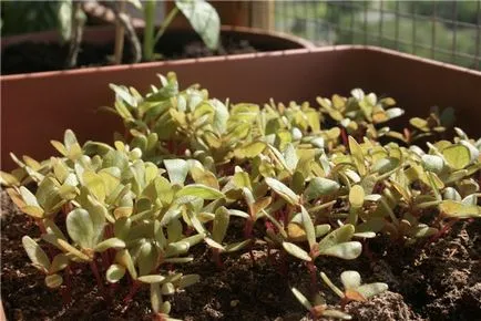 Cultivarea purslane pe paturi și balcoane