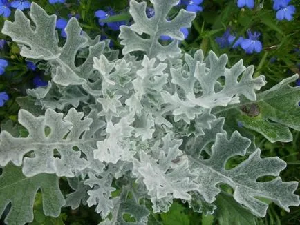 cineraria Cultivare argint - flori de gradina cabana