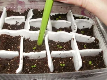 cineraria Cultivare argint - flori de gradina cabana