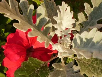 cineraria Cultivare argint - flori de gradina cabana