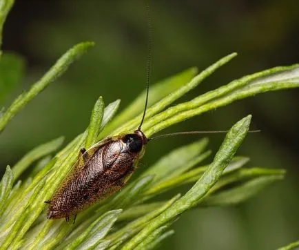 Tipuri de gândaci domestice și sălbatice, mari și mici, foto și descriere