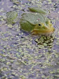 вода на растенията