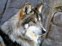 Gray Wolf (rendes)