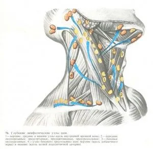 nodul limfatic inflamată sub maxilar și rana