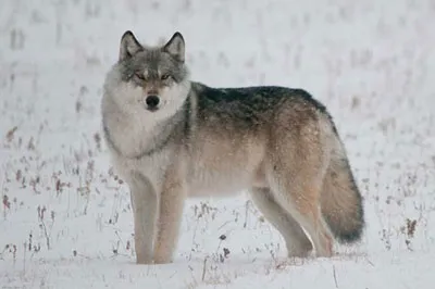 Gray Wolf (rendes)