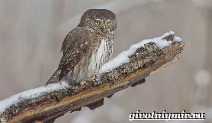 Glaucidium madár