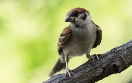 Sparrow снимки за деца