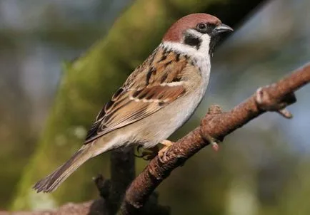 Sparrow kép gyerekeknek