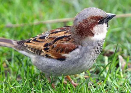 Sparrow kép gyerekeknek