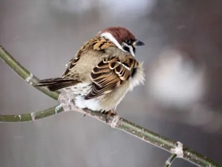 Sparrow kép gyerekeknek