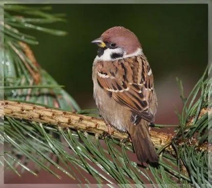 Sparrow снимки за деца