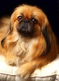 Pekingese gyakori betegségek