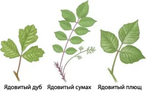 Poison Ivy plante, site-ul de o copilarie fericita