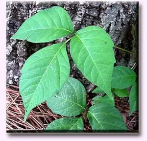 Poison Ivy plante, site-ul de o copilarie fericita