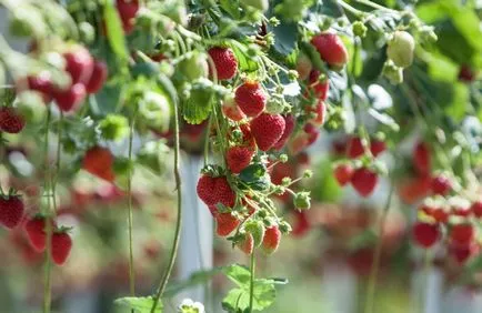 Катери ягода засаждане, сортове, отглеждане и поддръжка (снимки и видео)