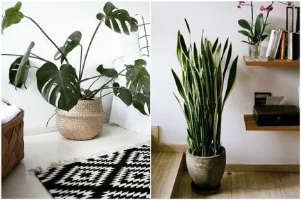 Növények a belső szabályok a kiválasztás, a divat trendek és tervezési ötletek otthon, ivybush