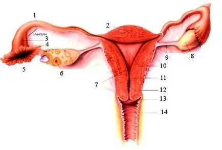 menstruációs rendelet, menstruációs funkció (menstruáció) - Uro-pro fotó