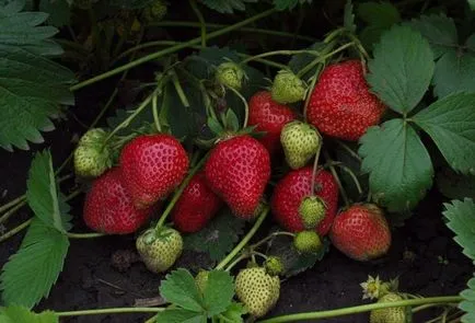 Remontant de plantare căpșuni, soiuri, cultivarea și întreținerea (foto și video)