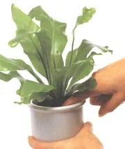 Информация за полагане на грижи за стайни растения по - Всичко за стайни растения на