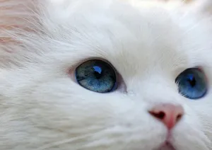 Minden fehér macska süket
