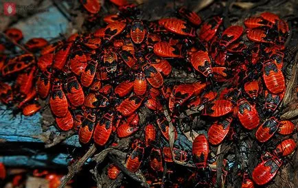 Pest növényi bug Pyrrhocoridae szárnyatlan bogár katona hogyan lehet megszabadulni