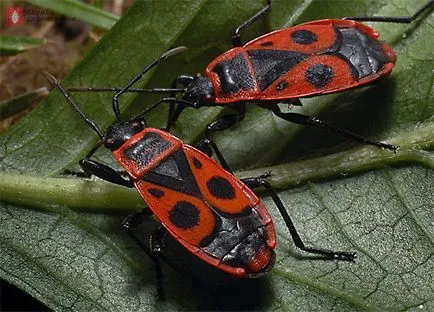 Pest зеленчук бъг Pyrrhocoridae безкрили бъг войник как да се отървете