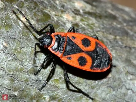 Pest növényi bug Pyrrhocoridae szárnyatlan bogár katona hogyan lehet megszabadulni