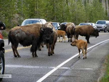 Conducerea în oraș mare (Moscova, sau orice alt), în condiții de trafic intens, gaz ru