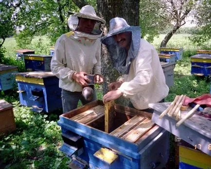 Dușmanii dăunătorilor și albinele cum să lupte și ce tipuri de periculoase