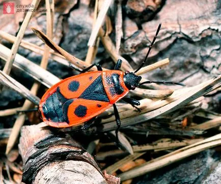 Pest зеленчук бъг Pyrrhocoridae безкрили бъг войник как да се отървете