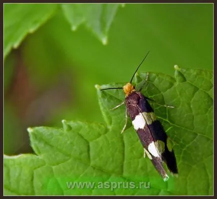 Daunatori măsuri de coacaza și control, appyapm