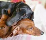 Caracteristicile sarcinii rasa Dachshund, nastere si boala principala