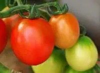 Съхраняване на домати 1