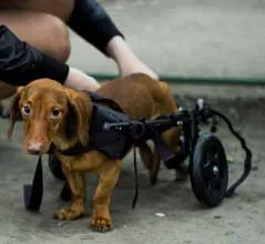 Caracteristicile sarcinii rasa Dachshund, nastere si boala principala