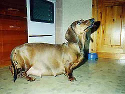 Caracteristicile sarcinii rasa Dachshund, nastere si boala principala