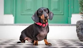 Caracteristicile sarcinii rasa Dachshund, nastere si boala principala