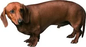 Caracteristicile sarcinii rasa Dachshund, nastere si boala principala