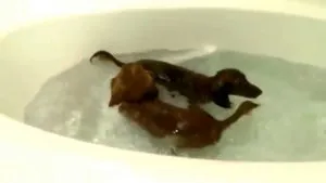 Caracteristicile sarcinii rasa Dachshund, nastere si boala principala