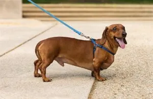 Caracteristicile sarcinii rasa Dachshund, nastere si boala principala