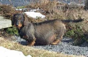 Caracteristicile sarcinii rasa Dachshund, nastere si boala principala