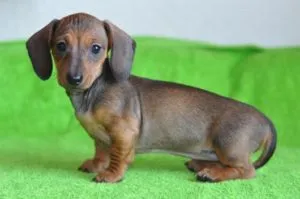 Caracteristicile sarcinii rasa Dachshund, nastere si boala principala