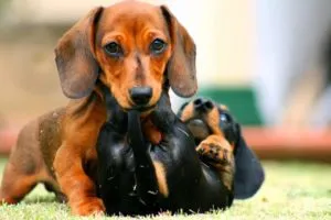 Caracteristicile sarcinii rasa Dachshund, nastere si boala principala