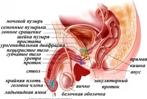 Krónikus prosztatagyulladás típusai és a betegség tünetei a férfiak tüneteinek kezelése