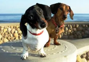 Caracteristicile sarcinii rasa Dachshund, nastere si boala principala