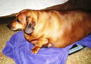 Caracteristicile sarcinii rasa Dachshund, nastere si boala principala