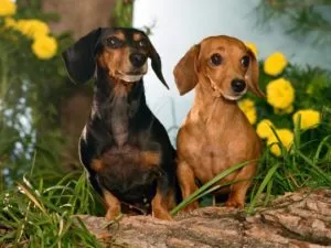 Caracteristicile sarcinii rasa Dachshund, nastere si boala principala