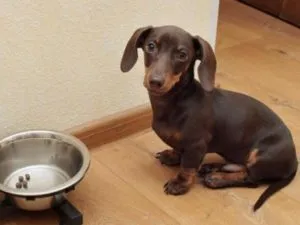 Caracteristicile sarcinii rasa Dachshund, nastere si boala principala