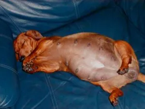 Caracteristicile sarcinii rasa Dachshund, nastere si boala principala