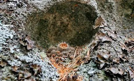 Khakassia Shira stone gomba vagy oszlopok