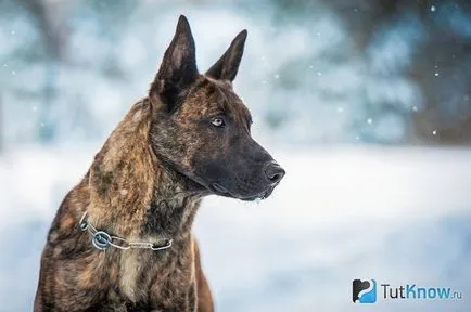 Herder descriere rasa, caracter, pret îmblânzire